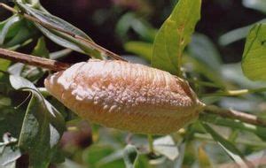 La Mante religieuse, le Nid, de Jean